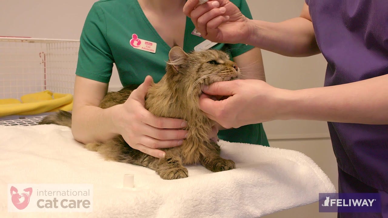 Interacting with cats | Cat Friendly Clinic