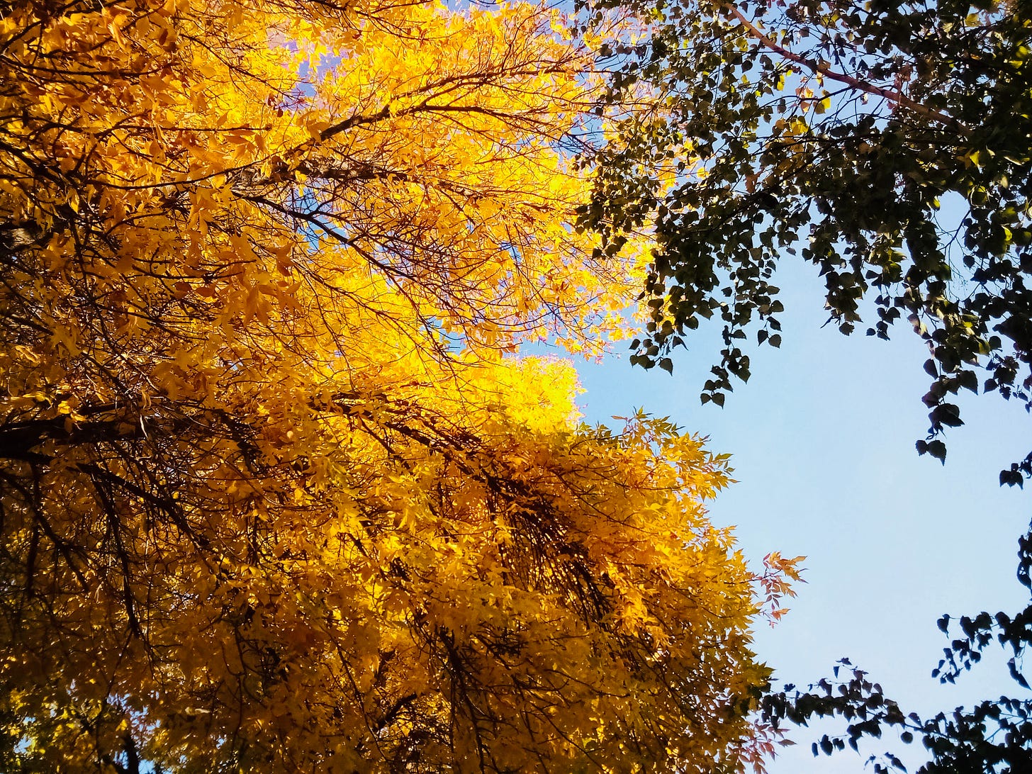 Golden tree leaves and green tree leaves mixing