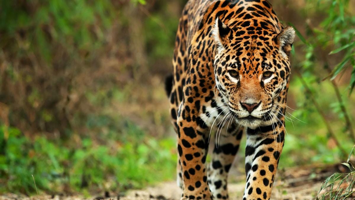 The jaguar: a cultural icon of America | Wild For Life