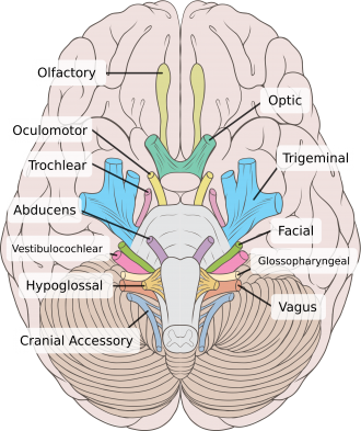 Cranial Nerves - Physiopedia