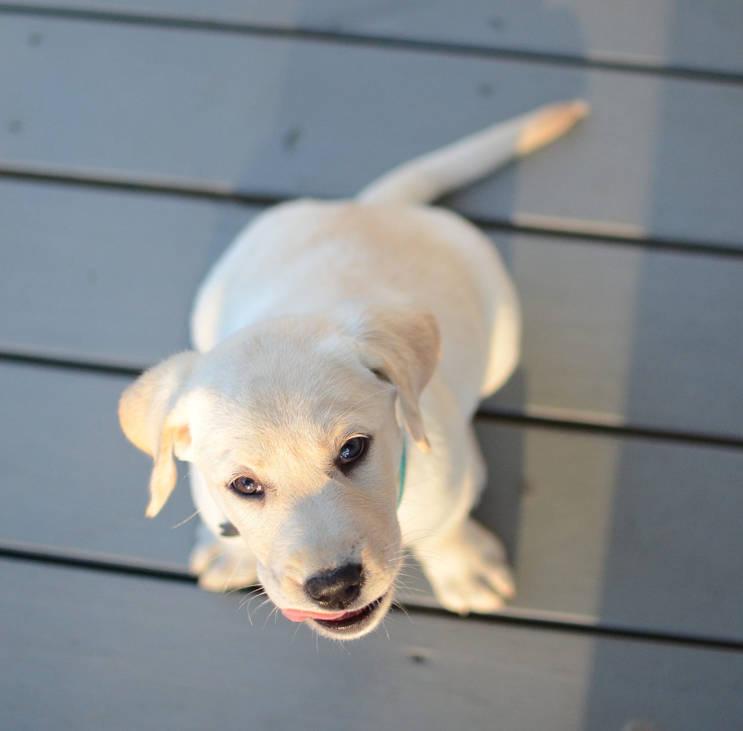 A yellow Labrador retriever puppy sits on a gray deck and licks her chops.