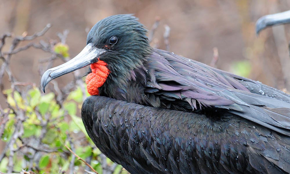 Frigatebirds are both magnificent and great - The Galapagos Conservation  Trust