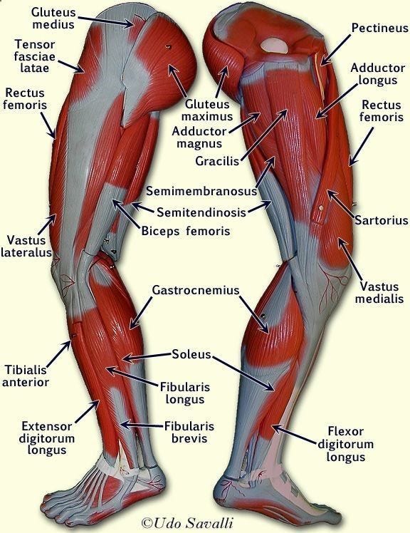 Pin by ashlee brown on Anatomy | Leg muscles anatomy, Muscle anatomy, Human body anatomy