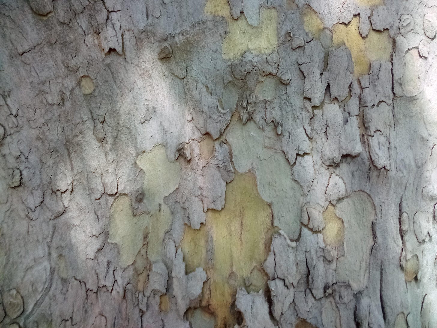 Dappled shade on tree bark