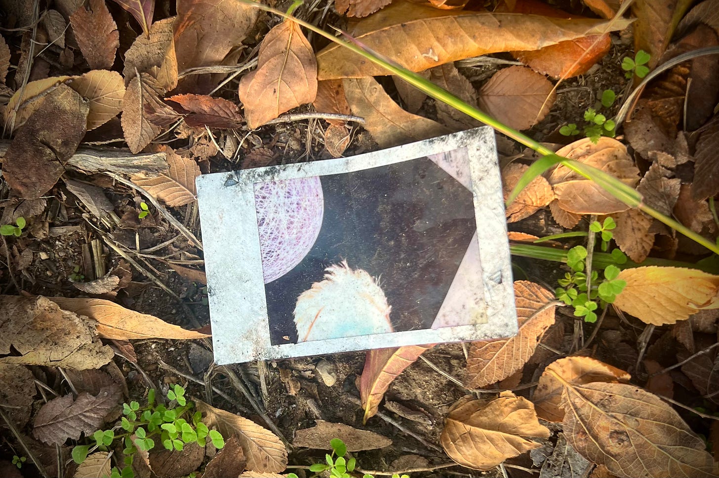 Image of a Polaroid thrown by the side of the road, showing a part of a head in a disco-looking environment