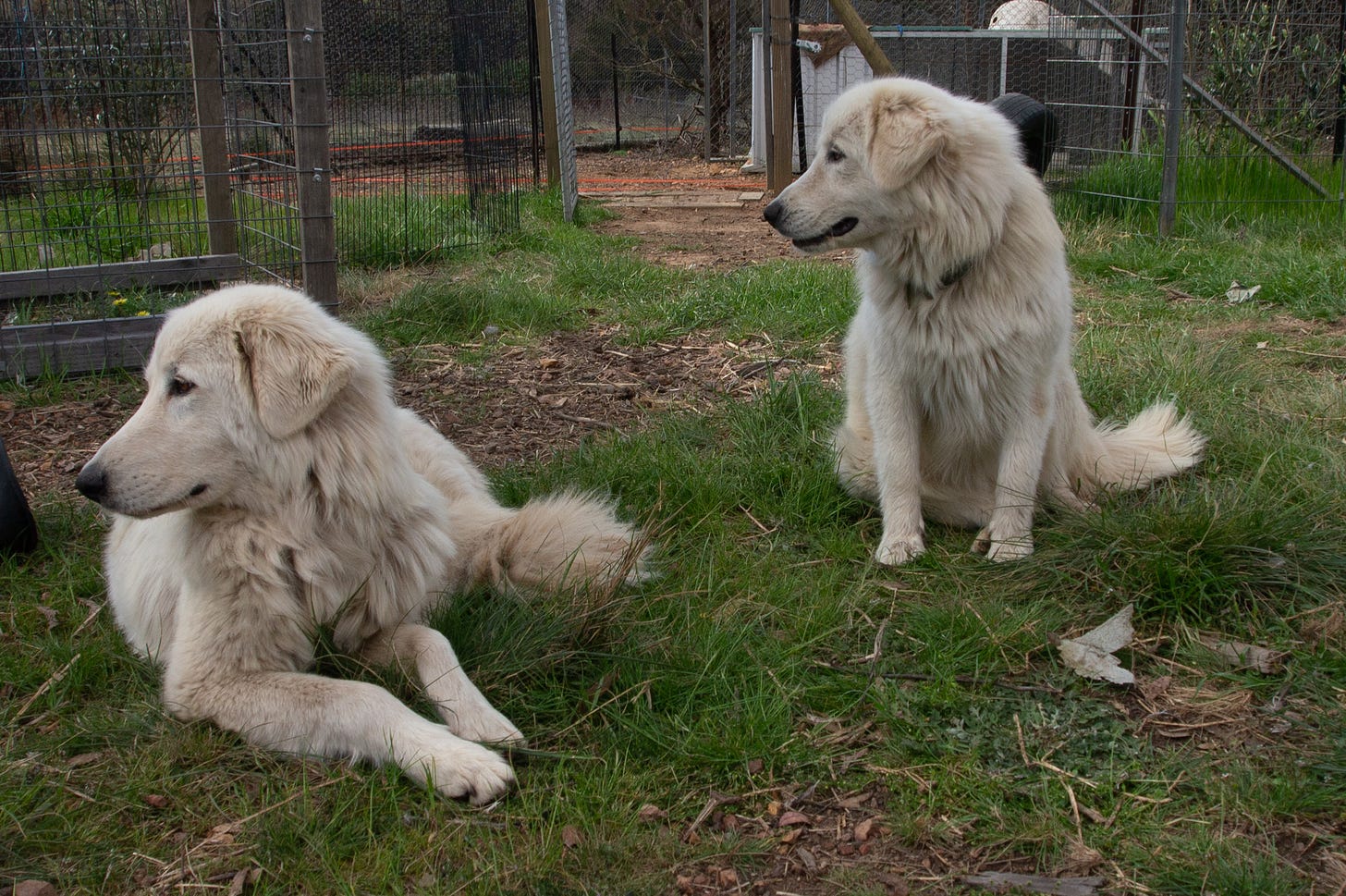 Two white dogs are sitting on green grass, rural fencing in the background. One is lying down and head up, the other sitting up. Both are looking intently at something to the left, off-camera.