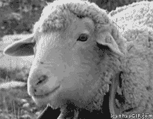 Black and white image of sheep chewing