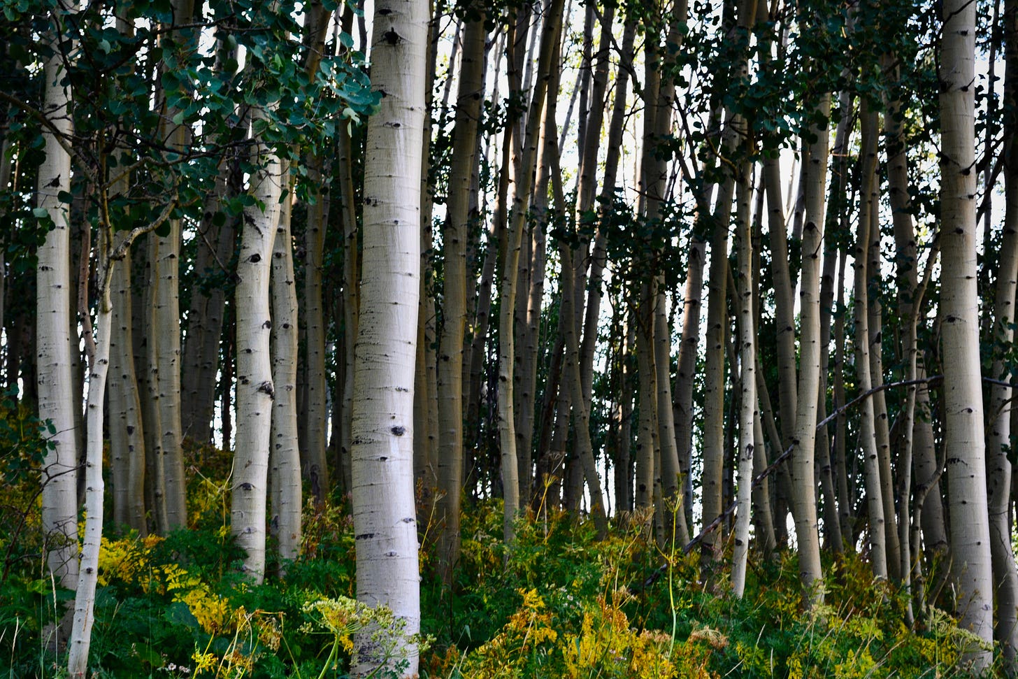 a stand of white bark aspen trees on a mountain side with green and yellow foliage in the bottom foreground
