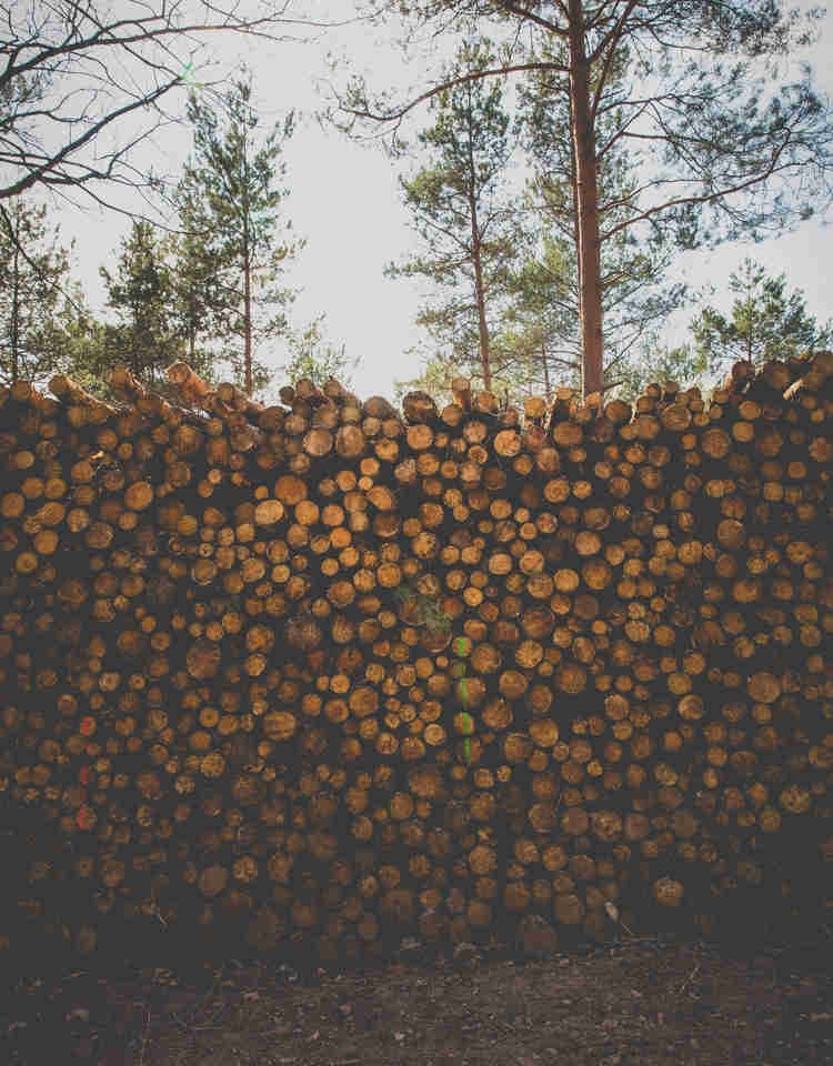 log of wood in forest