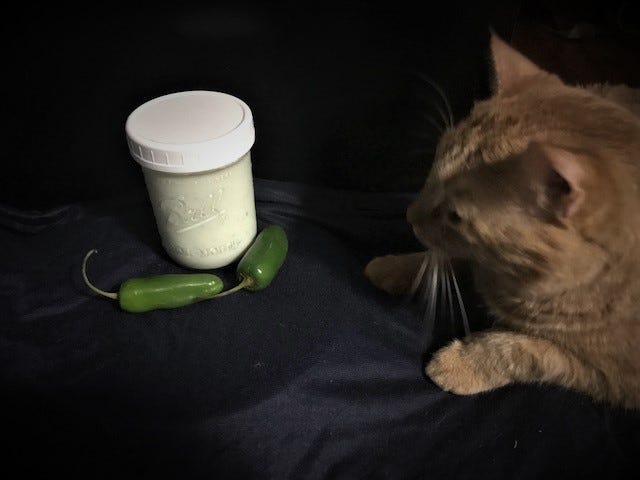 DIY Jalapeno Kefir with cat