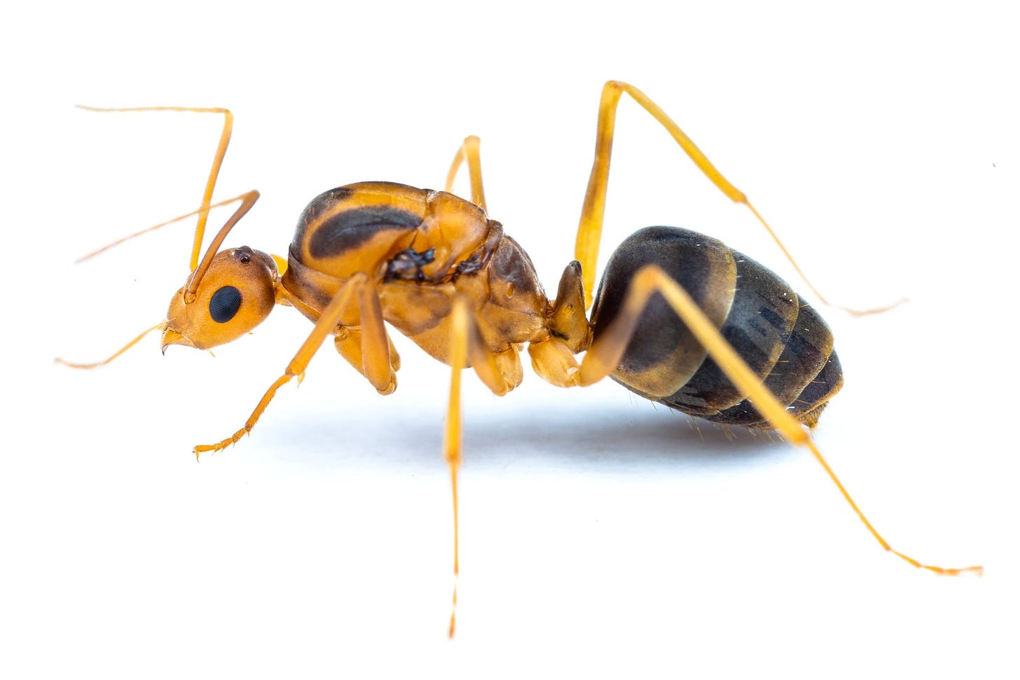 Yellow Crazy Ants - Care Guide and Ecology — The Wild Martin
