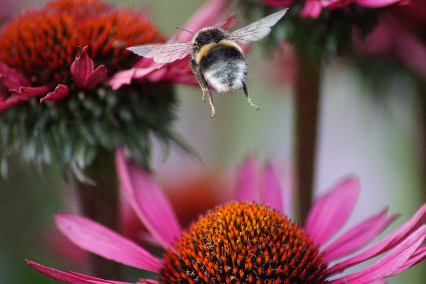 A bee, wings clearly visible as it takes flight, flying toward a pink coneflower