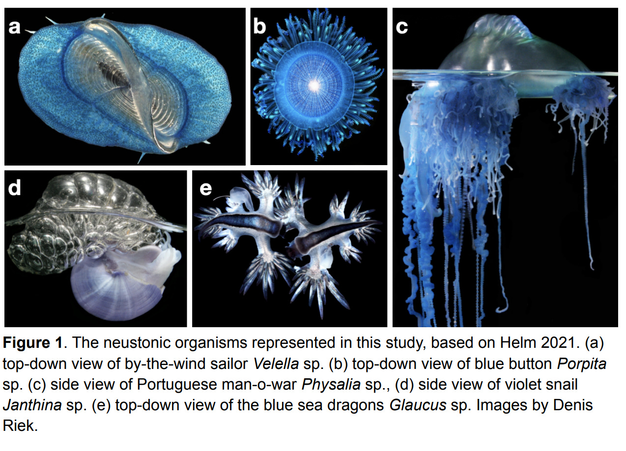 A grid of five photos of incredible blue and silver fringey sea life, labeled “a” through “d.” The caption reads: “The neustonic organisms represented in this study, based on Helm 2021. (a) top-down view of by-the-wind sailor Velella sp. (b) top-down view of blue button Porpita sp. (c) side view of Portuguese man-o-war Physalia sp., (d) side view of violet snail Janthina sp. (e) top-down view of the blue sea dragons Glaucus sp. Images by Denis Riek.”