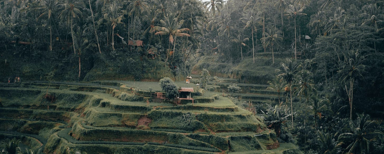 rice terraces Bali