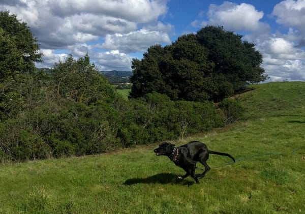 This photograph is titled, “Paloma Runs On Grass.” Paloma belongs to loyal subscriber Jamie. Nominate your pet to appear in The Highlighter! hltr.co/pets