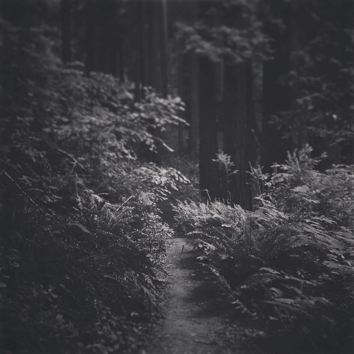 A black and white photograph of a hiking trail. The light is subtle. The depth of field is shallow focusing on the ferns along the trail.