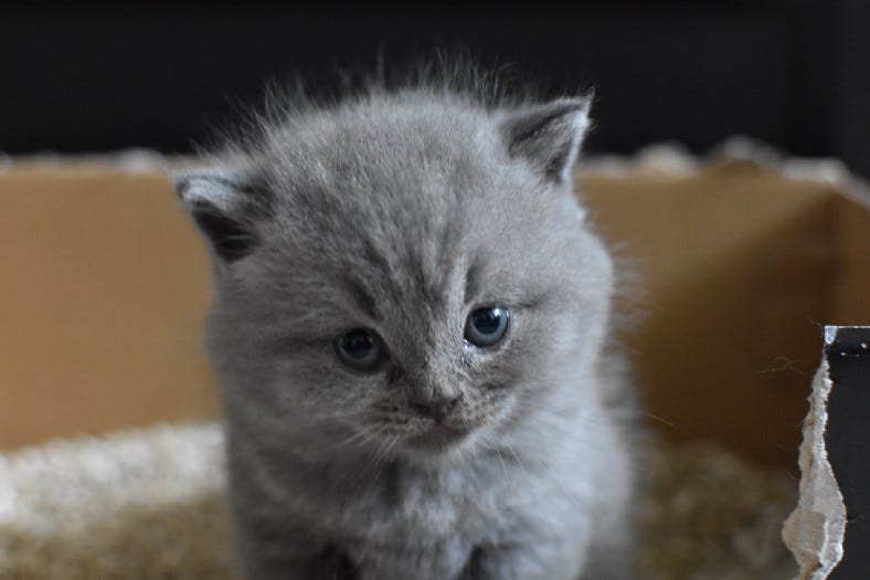 small grey kitten in a homemade litter box