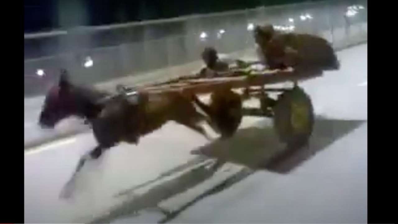 Go DONKEY power', this viral video of a donkey racing will leave you in  splits