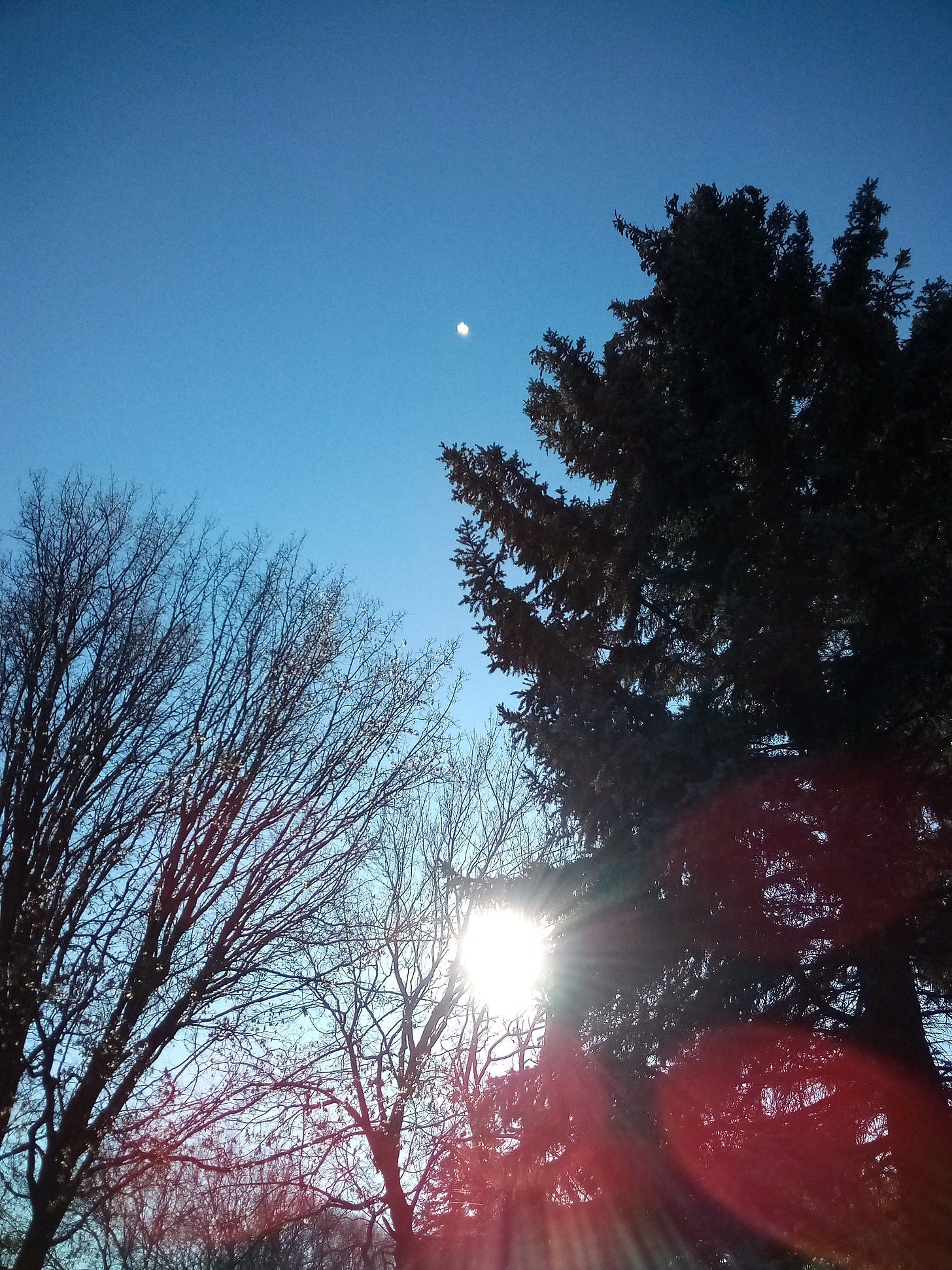 Sun peeking through a thicket of trees.