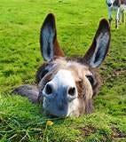 LOvely Animal | Cute donkey, Animals beautiful, Animals