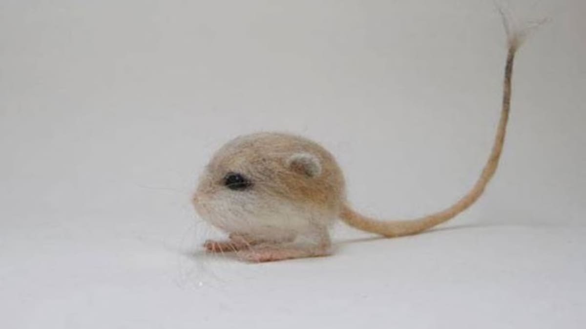 Meet Baluchistan Pygmy Jerboa, the only rodent you will find cute ...