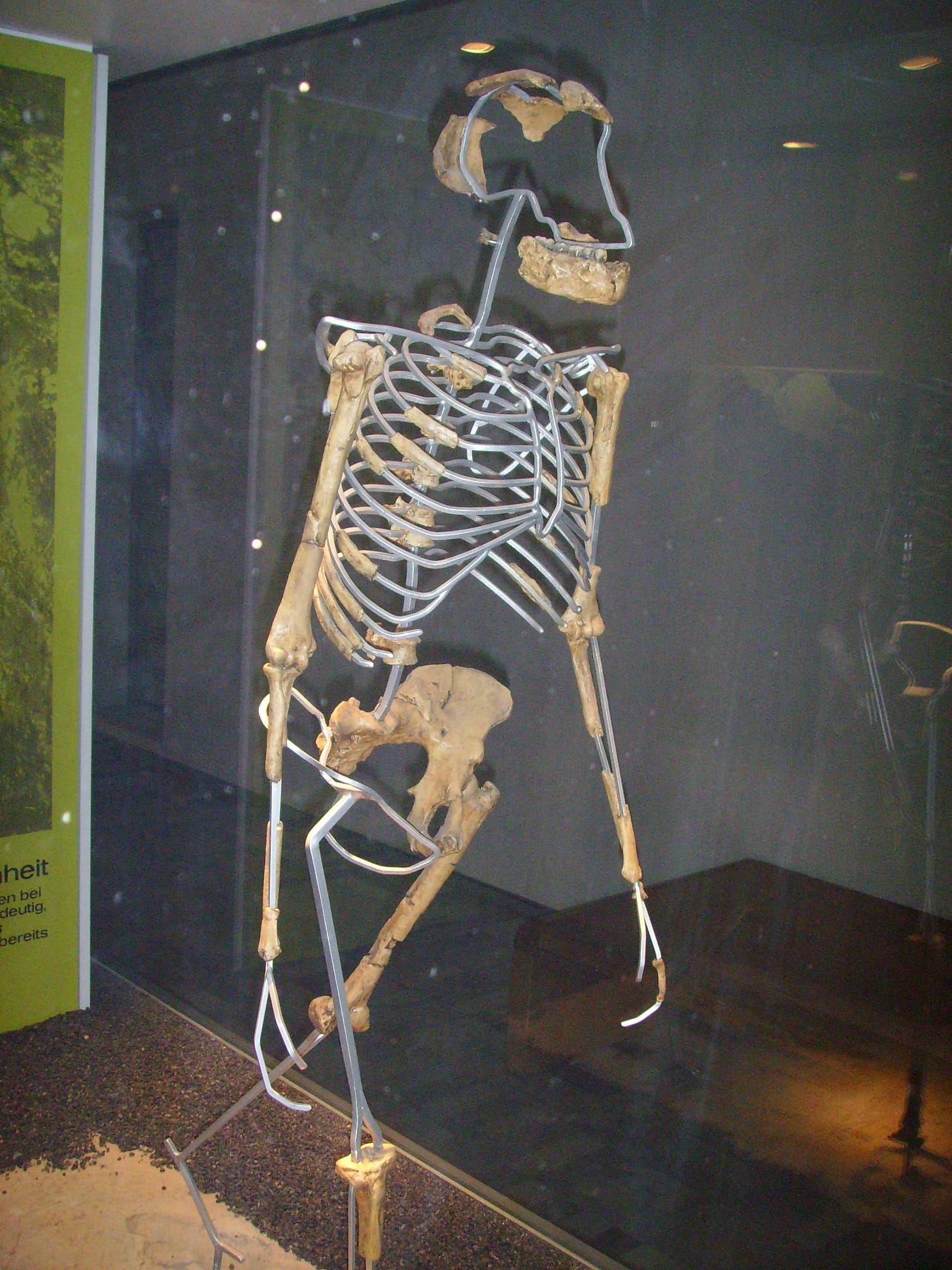 Lucy (Australopithecus) - Wikipedia
