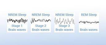 The Five Stages of Sleep & Brain Wave Cycles