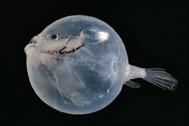 36 Transparent Animals That Are Hard To Believe Actually Exist | Bored Panda
