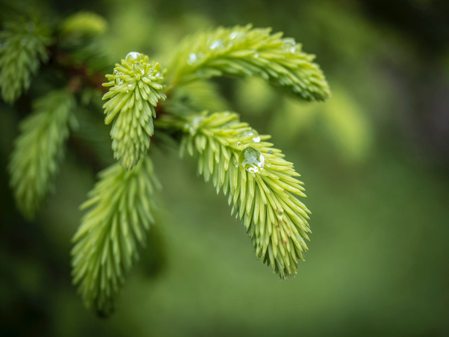 The bright green tips of a spruce branch, with water drops like tears.