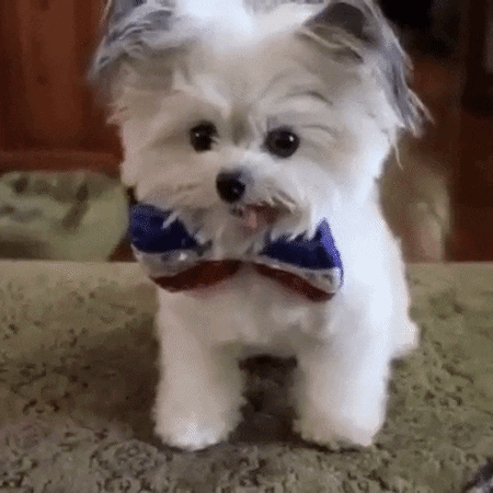 gif of a cute doggie giving a high five
