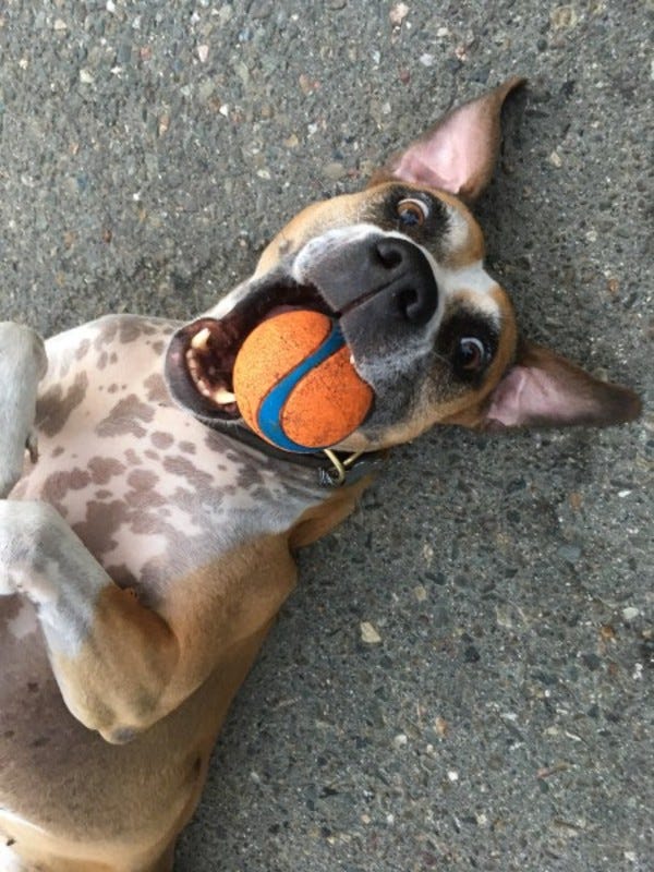 Sadie Jane belongs to loyal reader Ms. Alison, and this is her favorite ball during the summer. Want your pet to appear in The Highlighter? hltr.co/pets