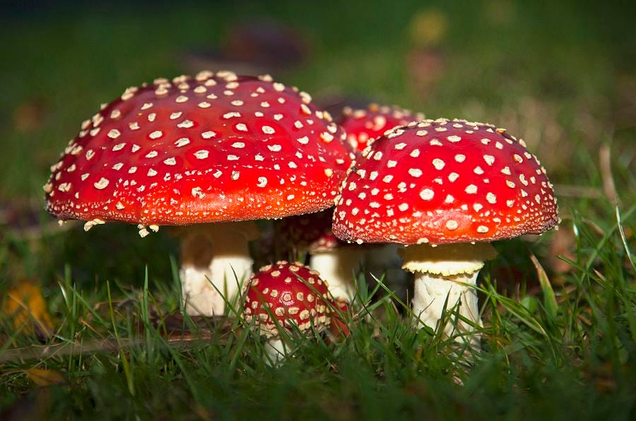 Fly Agaric Amanita Muscaria Mushrooms Photograph by John Short | Fine ...