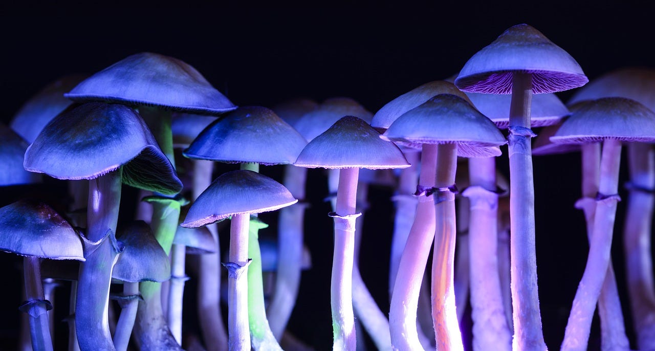 Psilocybin Mushrooms Fungi - Free photo on Pixabay