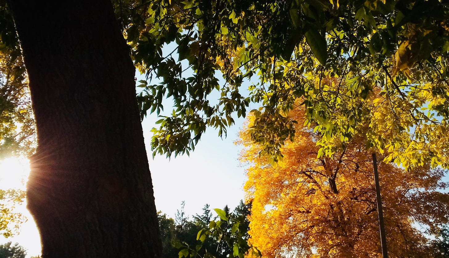 Autumn leaves and sun