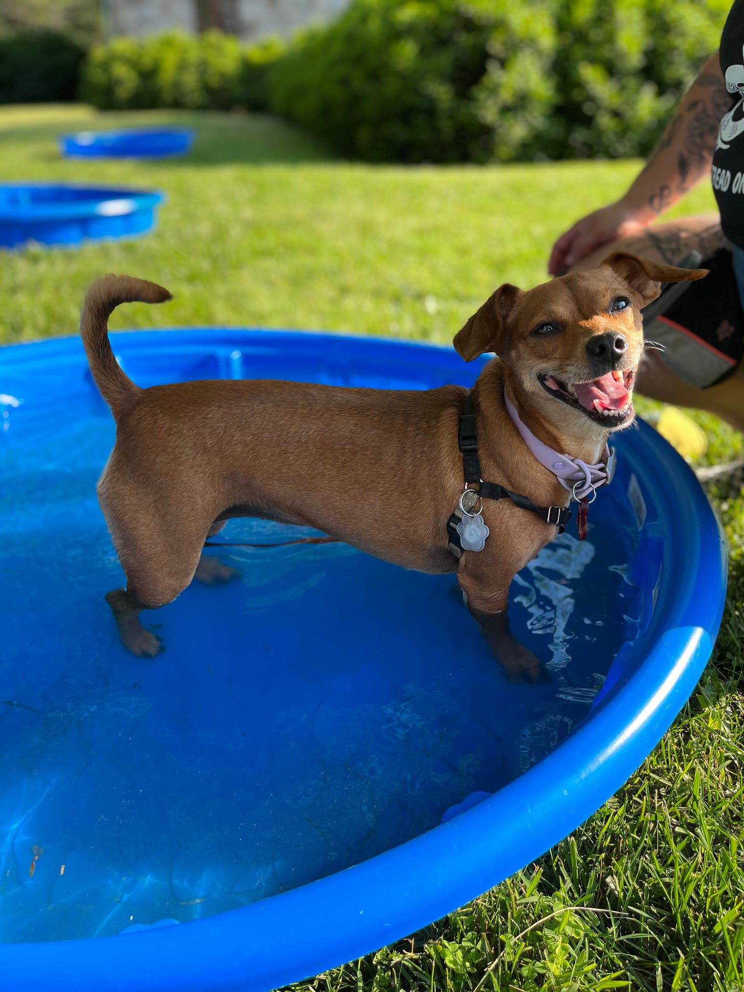 A picture of scout, a small reddish brown dog smiling at the camera in a kid-size plastic pool