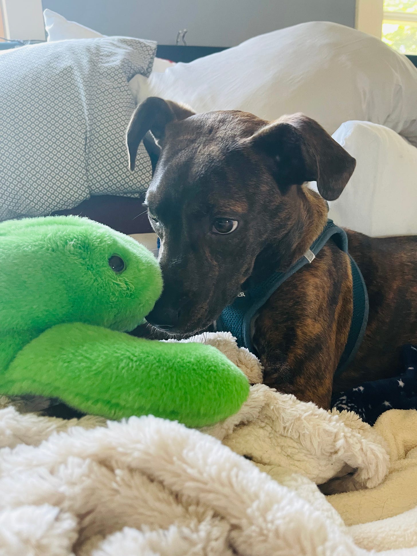 puppy on bed with green stuffed frog. 