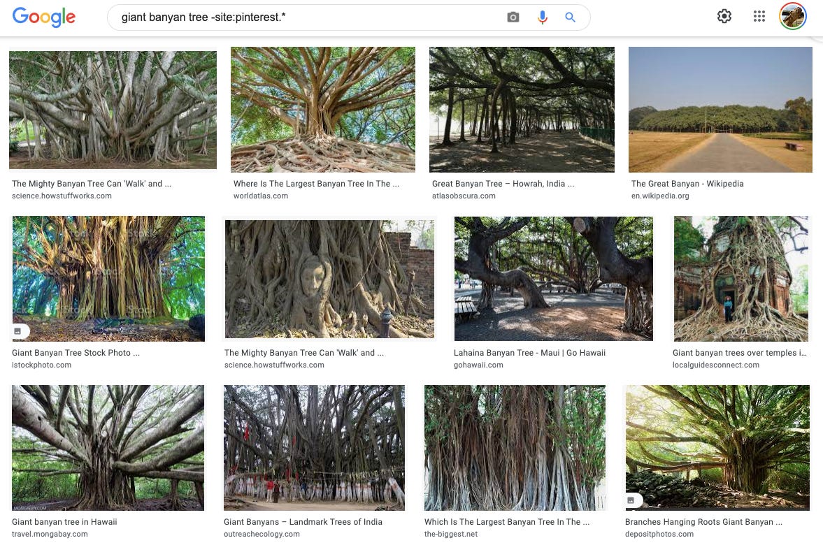 Image description: screenshot of google image results for "giant banyan tree." End image description.