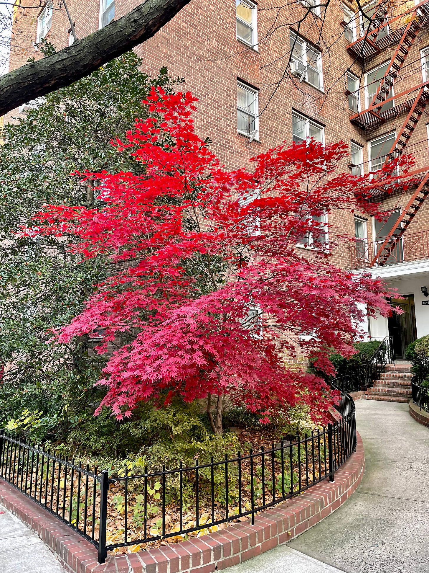 Image description: Photo of large Japanese maple with bright red leaves in front of an apartment. End image description.