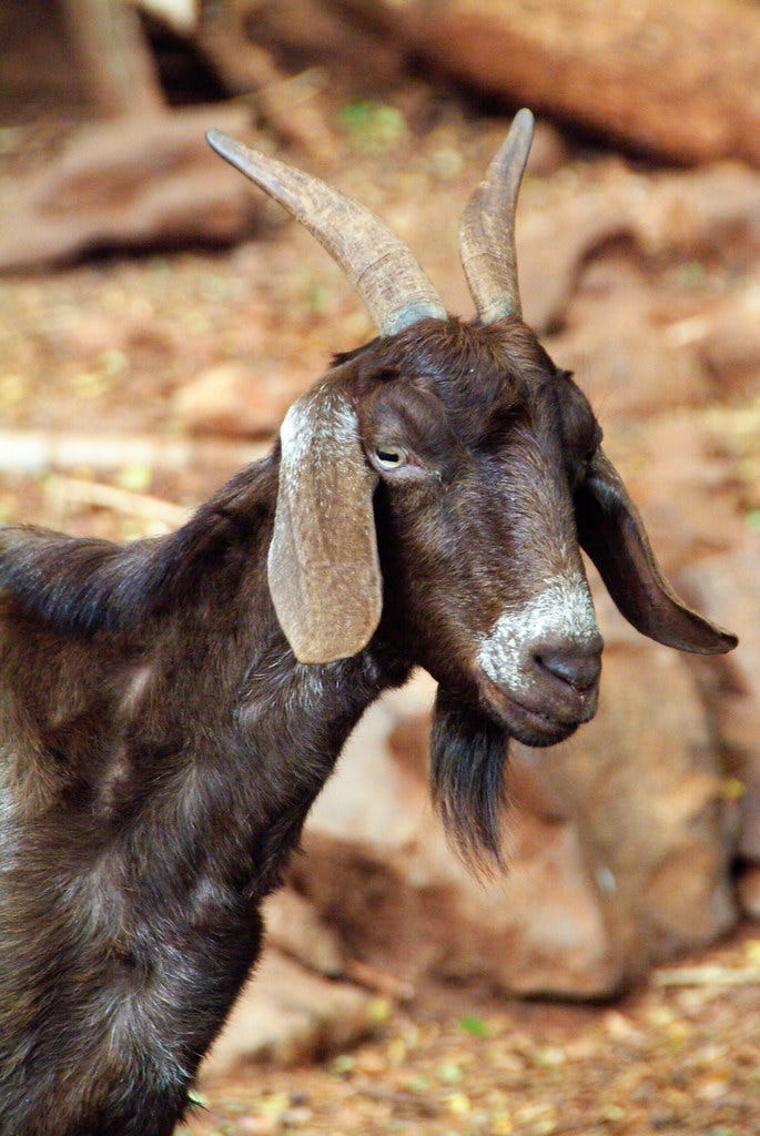 Spanish Goat | Brian Howell | Flickr