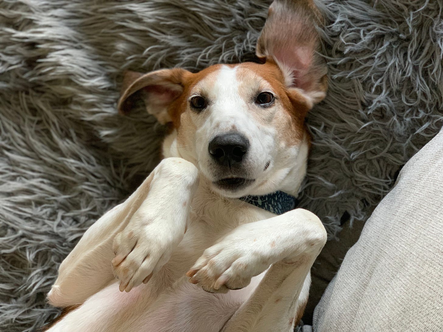 An American Foxhound is on his back with his paws up and his ears out to the side. He's white, brown and black with a blue collar on a gray couch. 