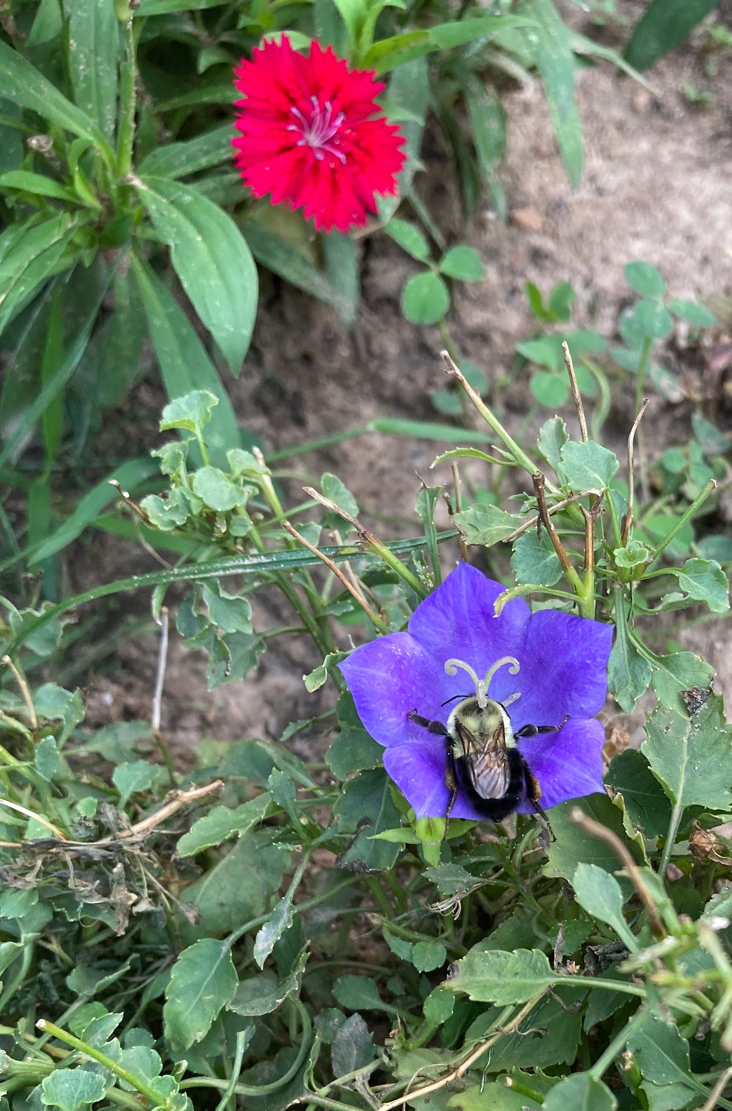 Bumble bee on a Blue Bellflower.