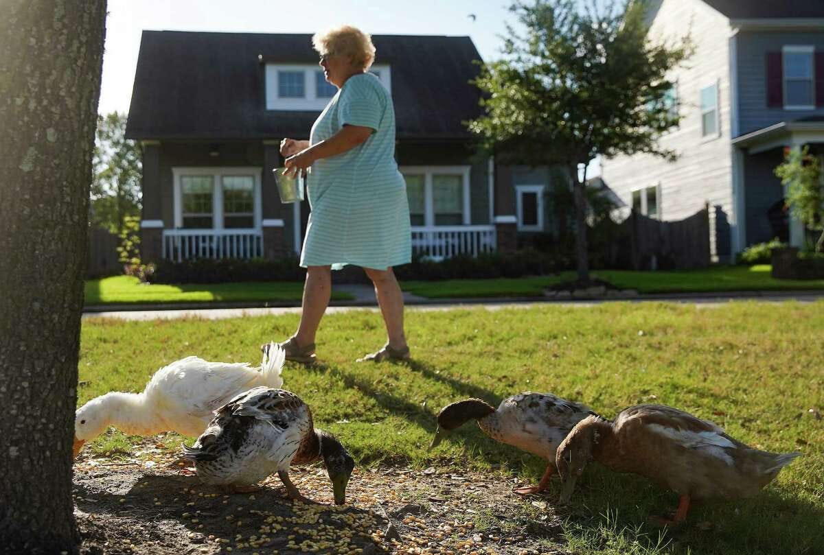 Kathleen Rowe, 65, feeds ducks across the street from her home on Friday, July 8, 2022 in Cypress. The HOA where Rowe lives is suing her and her husband, George, for up to $250,000 for feeding the ducks. They have put the house on the market to pay for the fine.