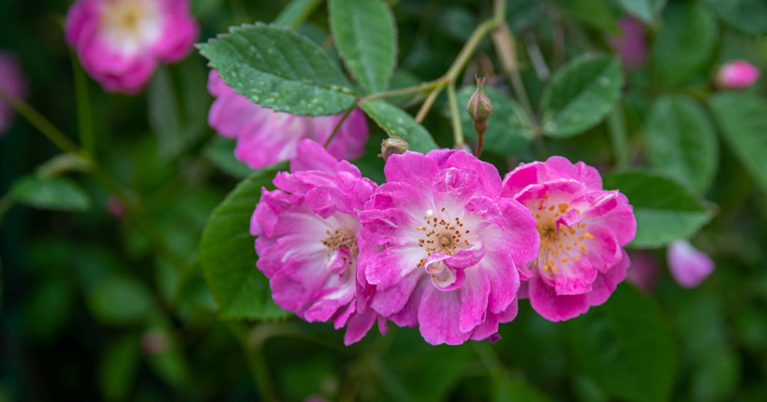 Native California wildrose (Rosa californica)