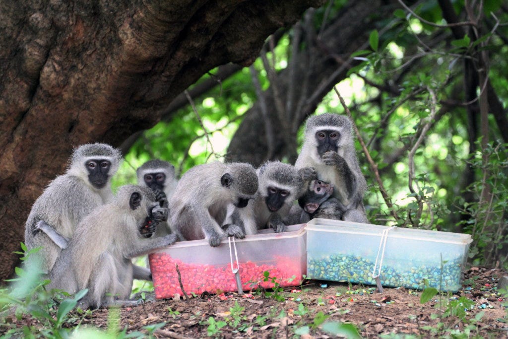 Study in Science Shows Monkeys Pick Up Social Cues - The New York Times