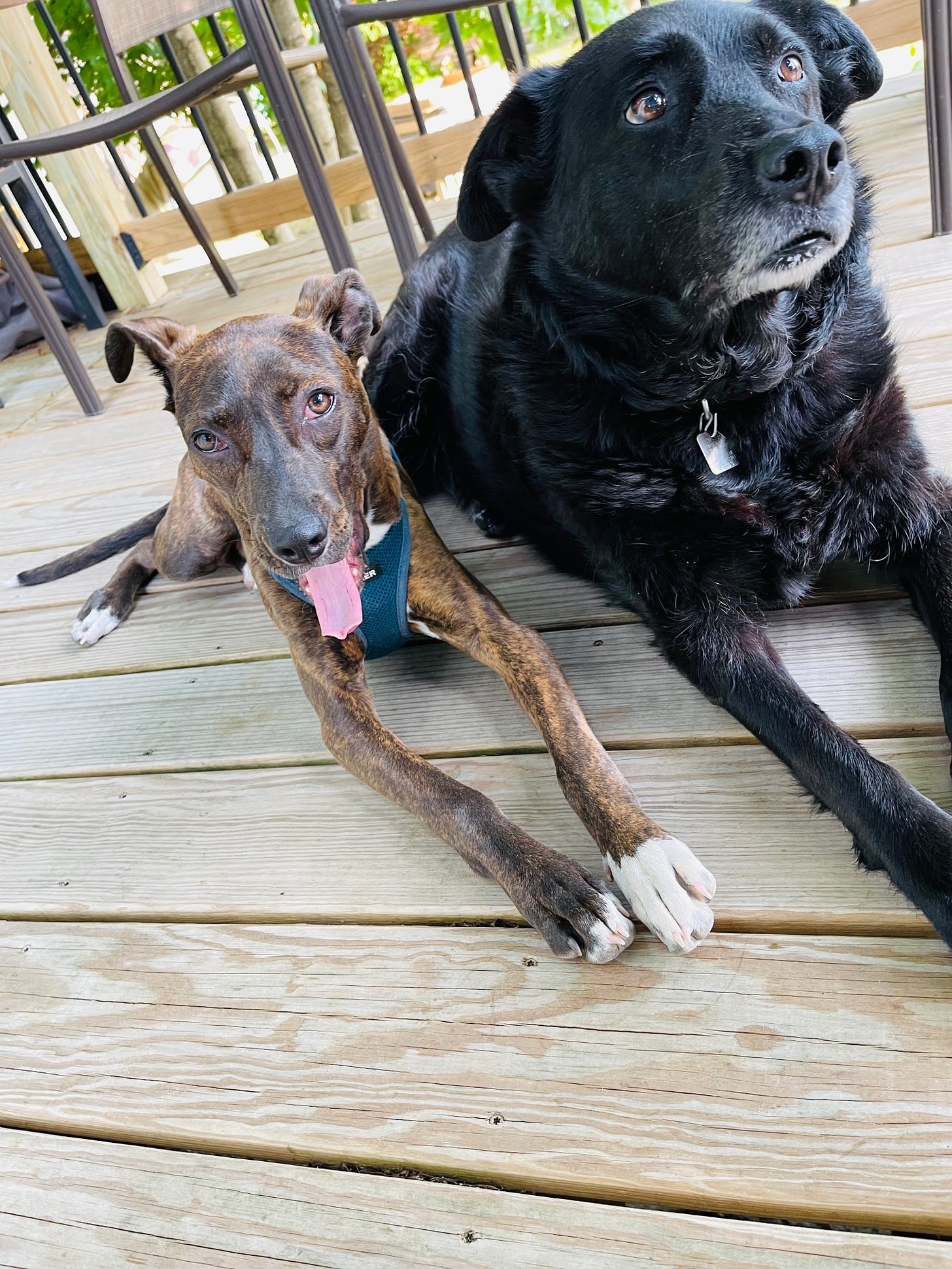 Two dogs close together in a tilted image on a porch
