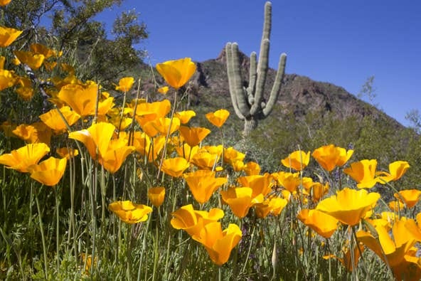 Arizona wildflower photos: What to look for when the desert blooms