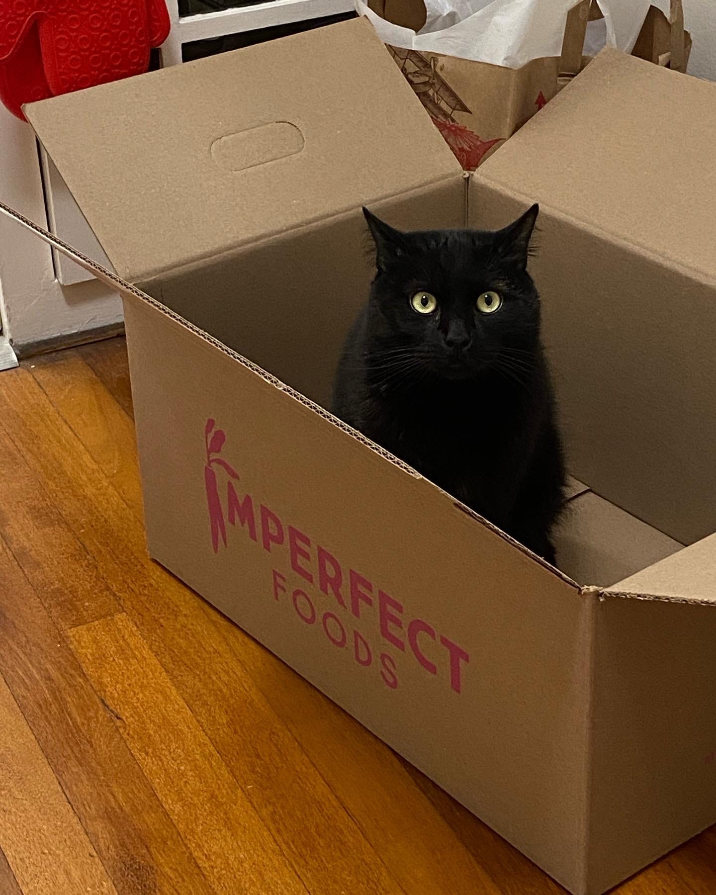 Gambit, the black cat, sitting in a cardboard box.