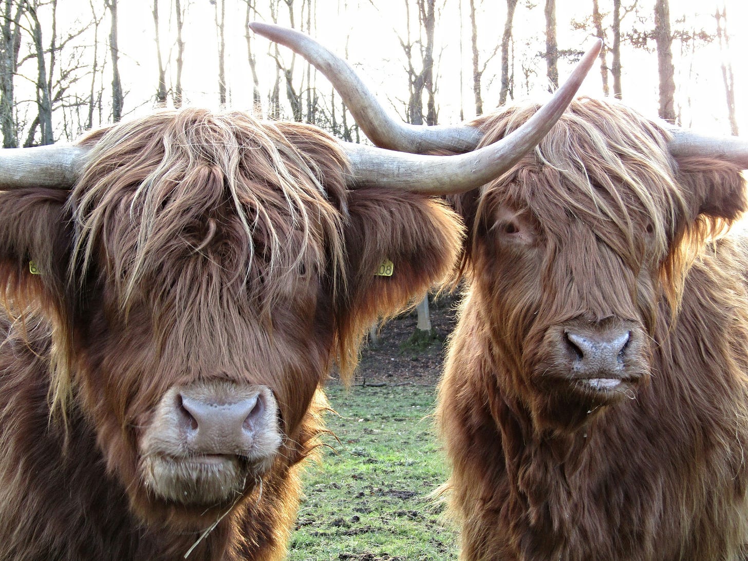 two coos