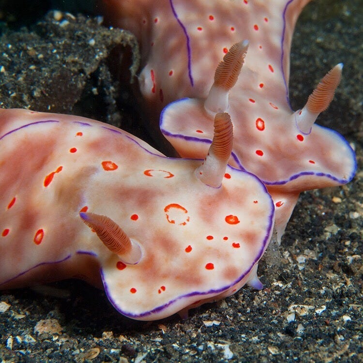 coralmorphologic:
“Nudibranch Kiss
”