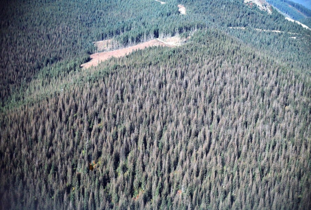 1988. Western spruce budworm defoliation. Western spruce budworm control project. Mt. Hood National Forest, Oregon.